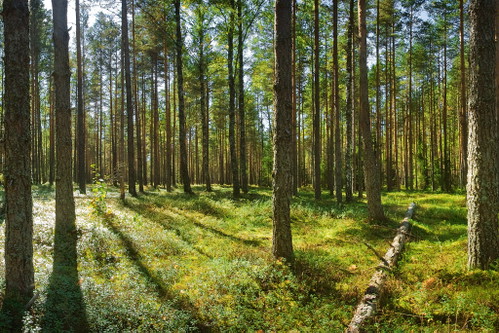 Das Geschäft mit Zuchtpilzen wächst ständig. Spezialitäten müssen jedoch weiterhin Stück für Stück im Wald »erjagt« werden.