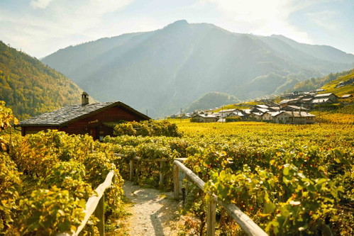 &nbsp;Inmitten der Weinreben in Plan Cerisier, auf dem Weinweg von Martigny Richtung Sion