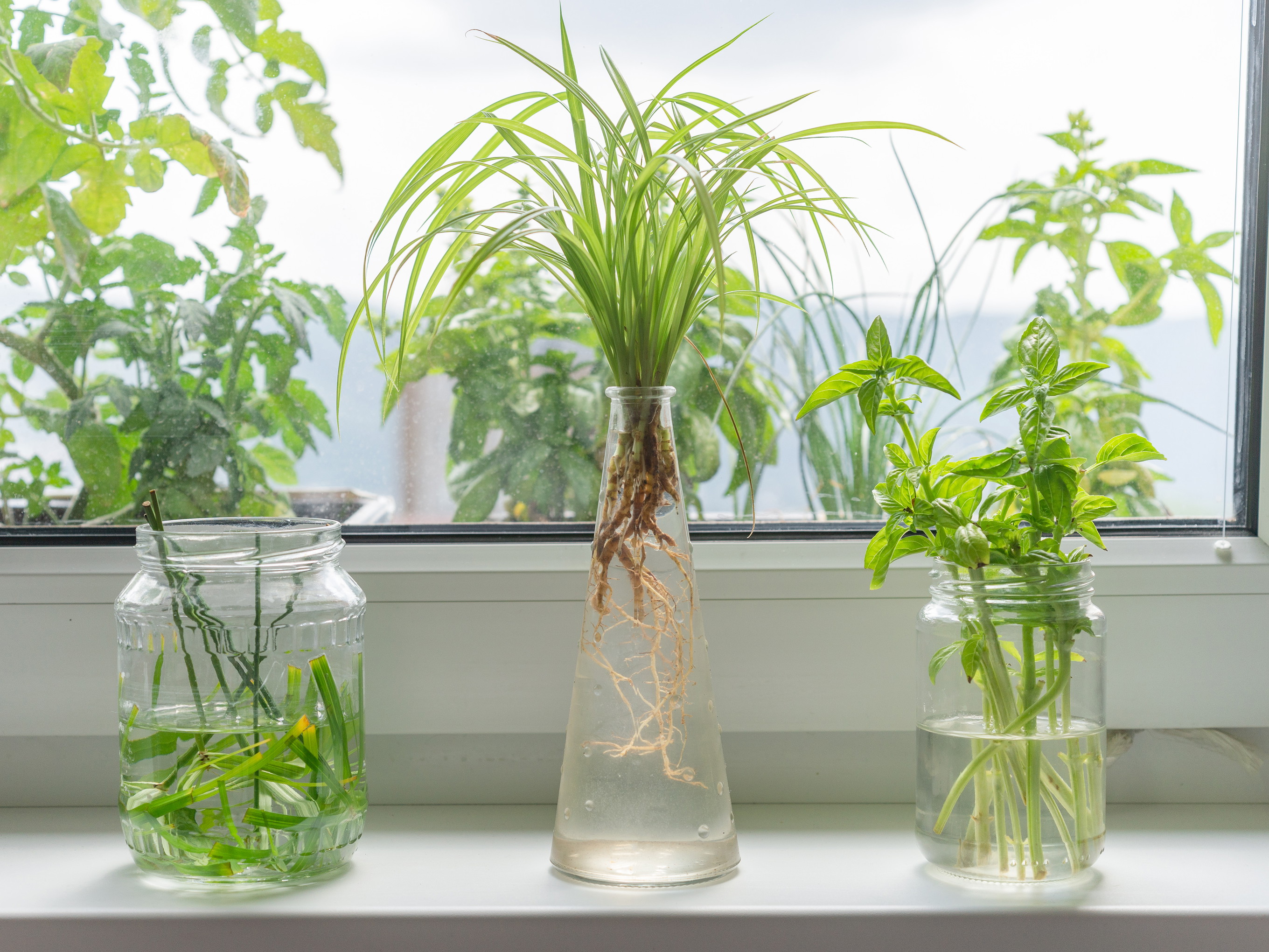 Propagating Herbs in Water