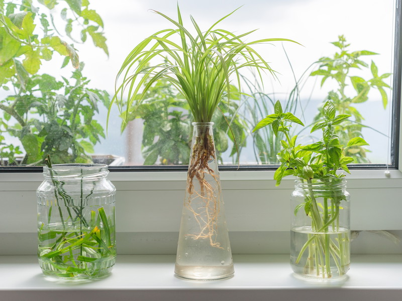 Propagating Herbs in Water