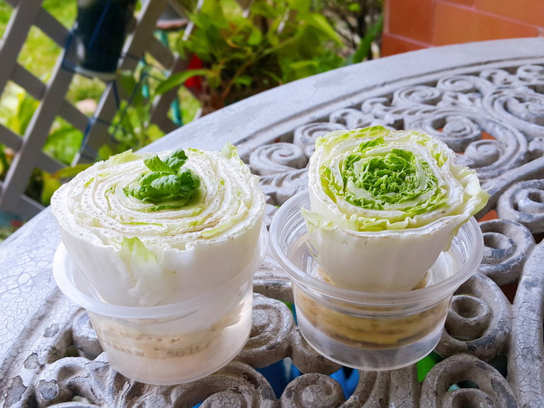 Propagating Chinese Cabbage