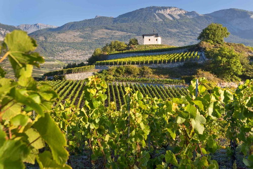 Die Steinmauern aus den Weinbergen zieren auch das Etikett der Weinlinie Diversitas der Cave du Rhodan.