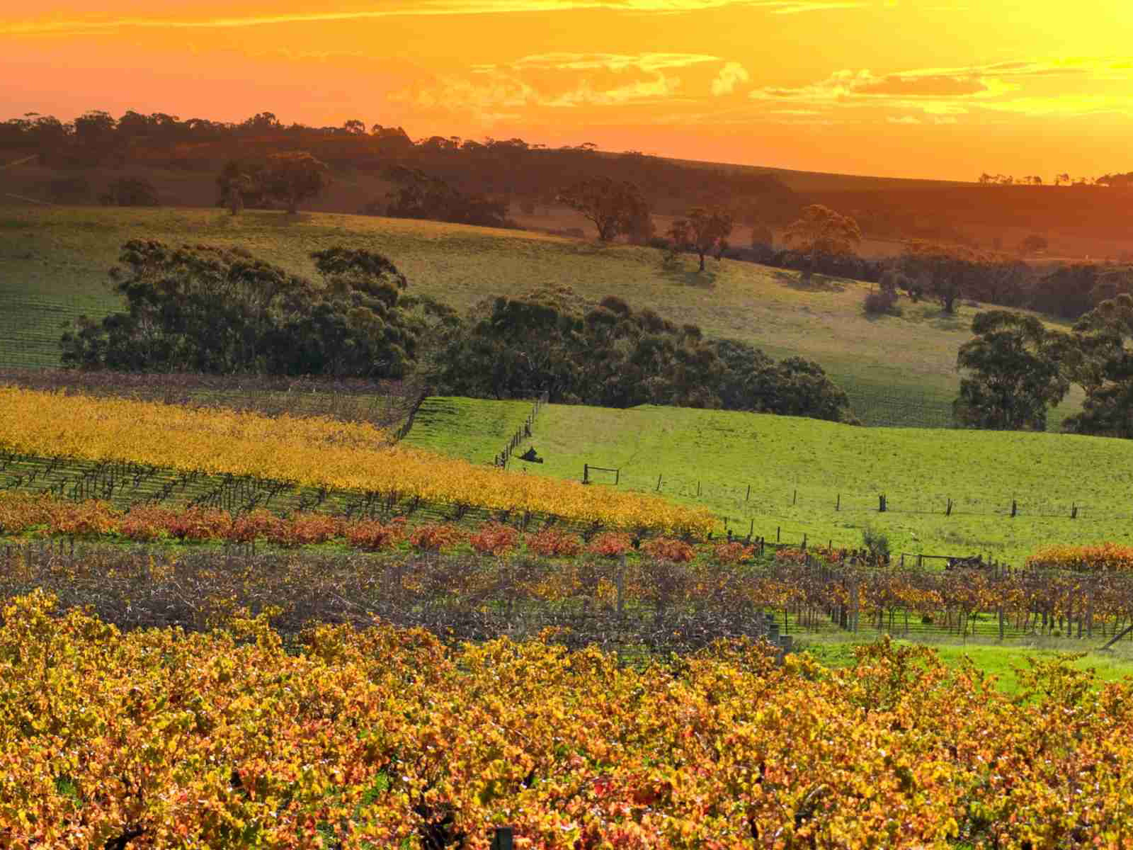 Weingärten in Süd-Australiens Barossa Valley
