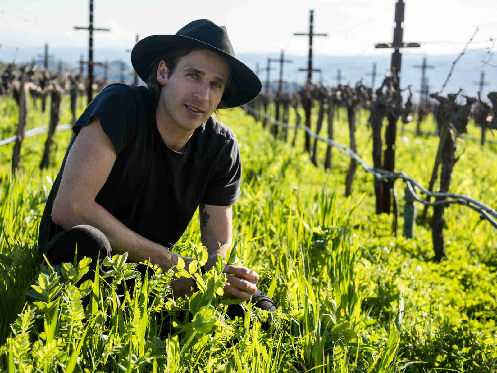 Carlo Mondavi in the vineyards