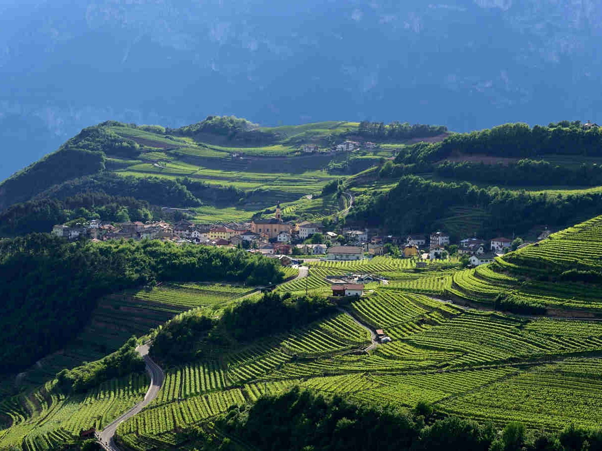 Alpine Vineyards in Trentino
