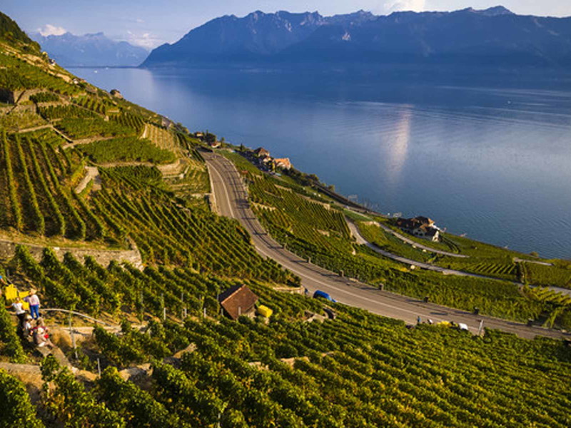 Nicht nur am Genfersee wachsen erstklassige Chasselas.