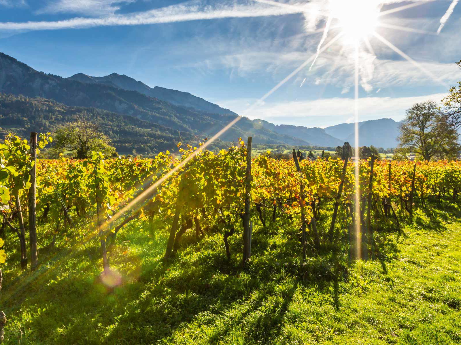 Umgeben von den Alpen entstehen in Graubünden einige der besten Weine der Schweiz.