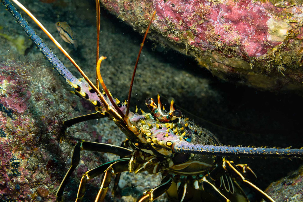Crustaceans at a Glance - Falstaff