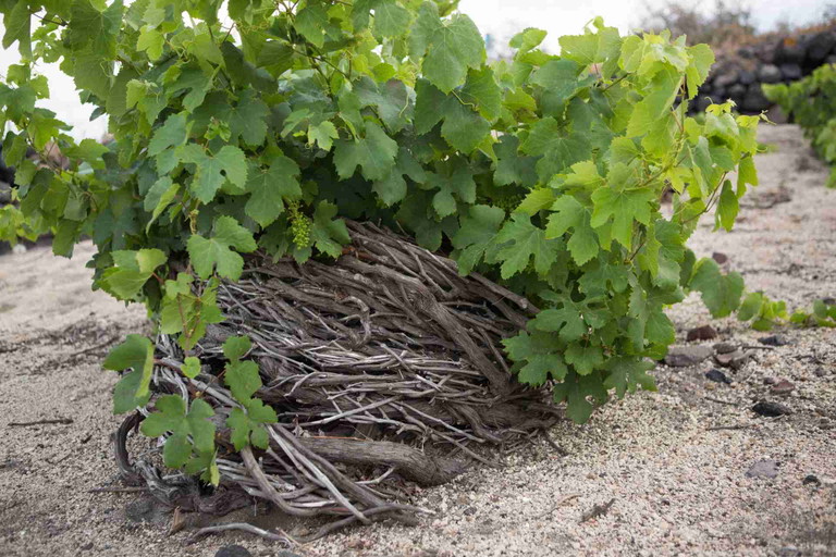 Assyrtiko – Santorini&nbsp;