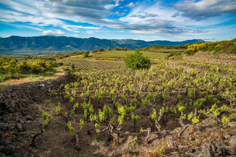 Carricante - Sicily