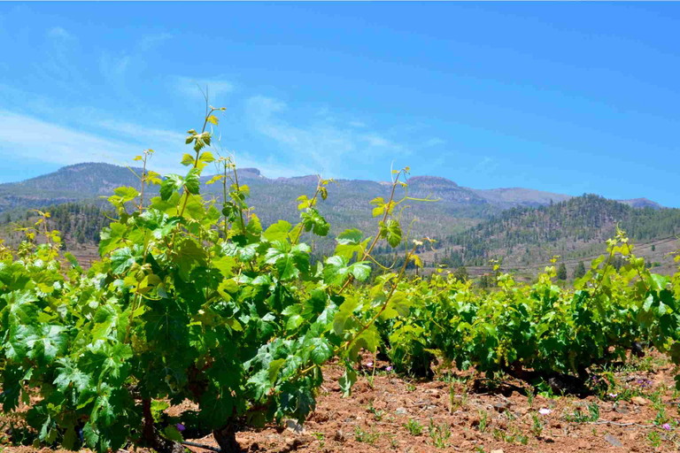 Listàn Blanco – Tenerife, Canary Islands