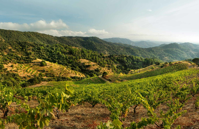 Im Priorat entstehen die hochklassigen Lagenweine von Dominik Huber.