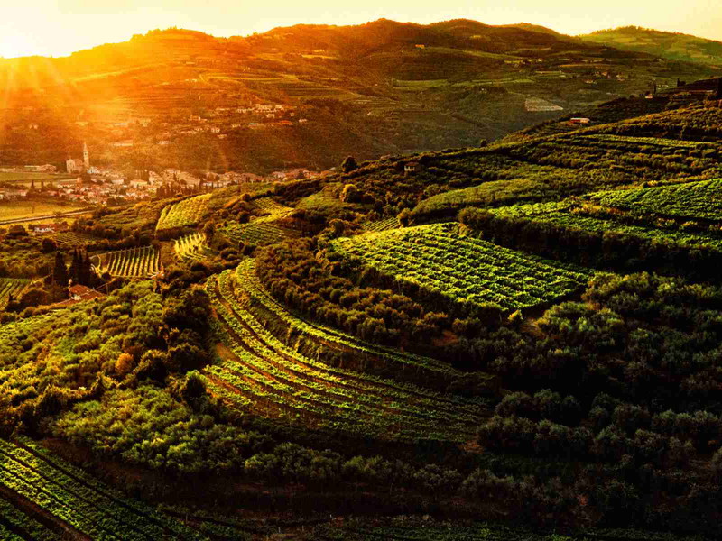Valpolicella vineyards at sunset