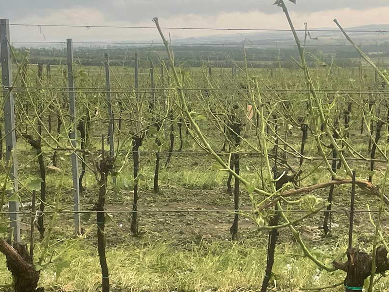 Ein komplett zerstörter Weingarten bei Mailberg
