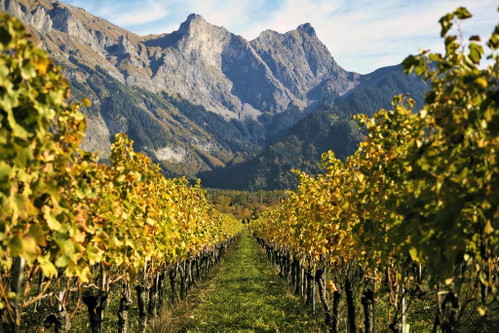 Was für ein Ausblick! Rebberge beim Weingut Christian Hermann.