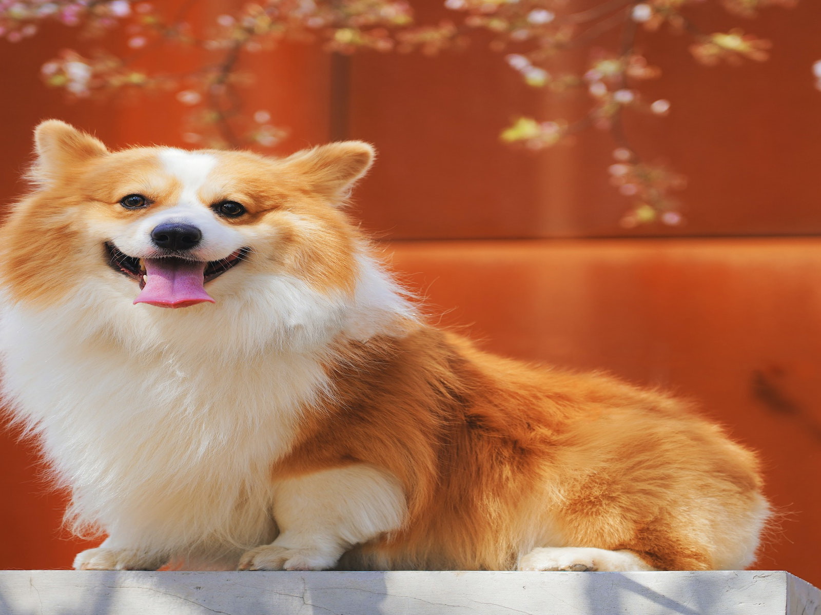 Dogs Now Can Drink Cocktails at London’s After Bark Bar