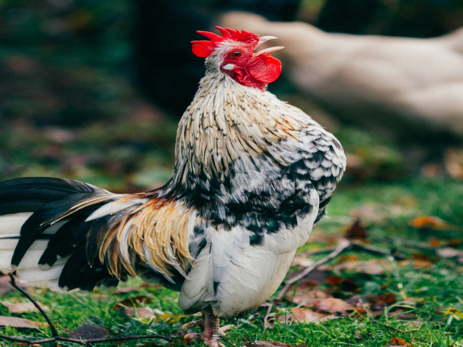 Pandemic-Chicken Craze Comes Home to Roost