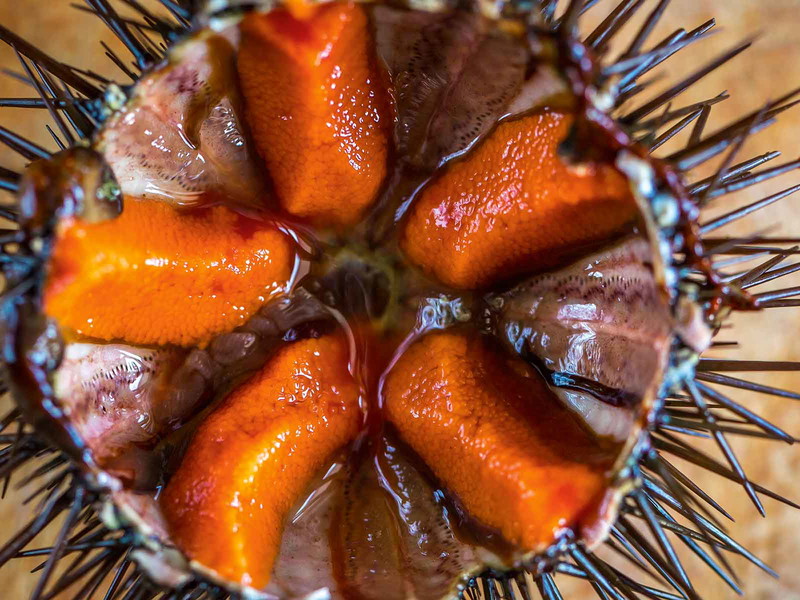 Fresh sea urchins have an incomparable taste.