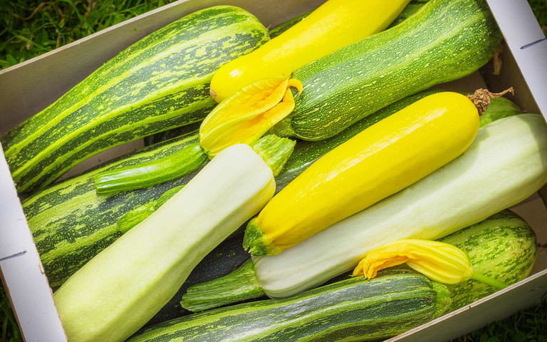 Zucchini sind richtige Küchen-Allrounder