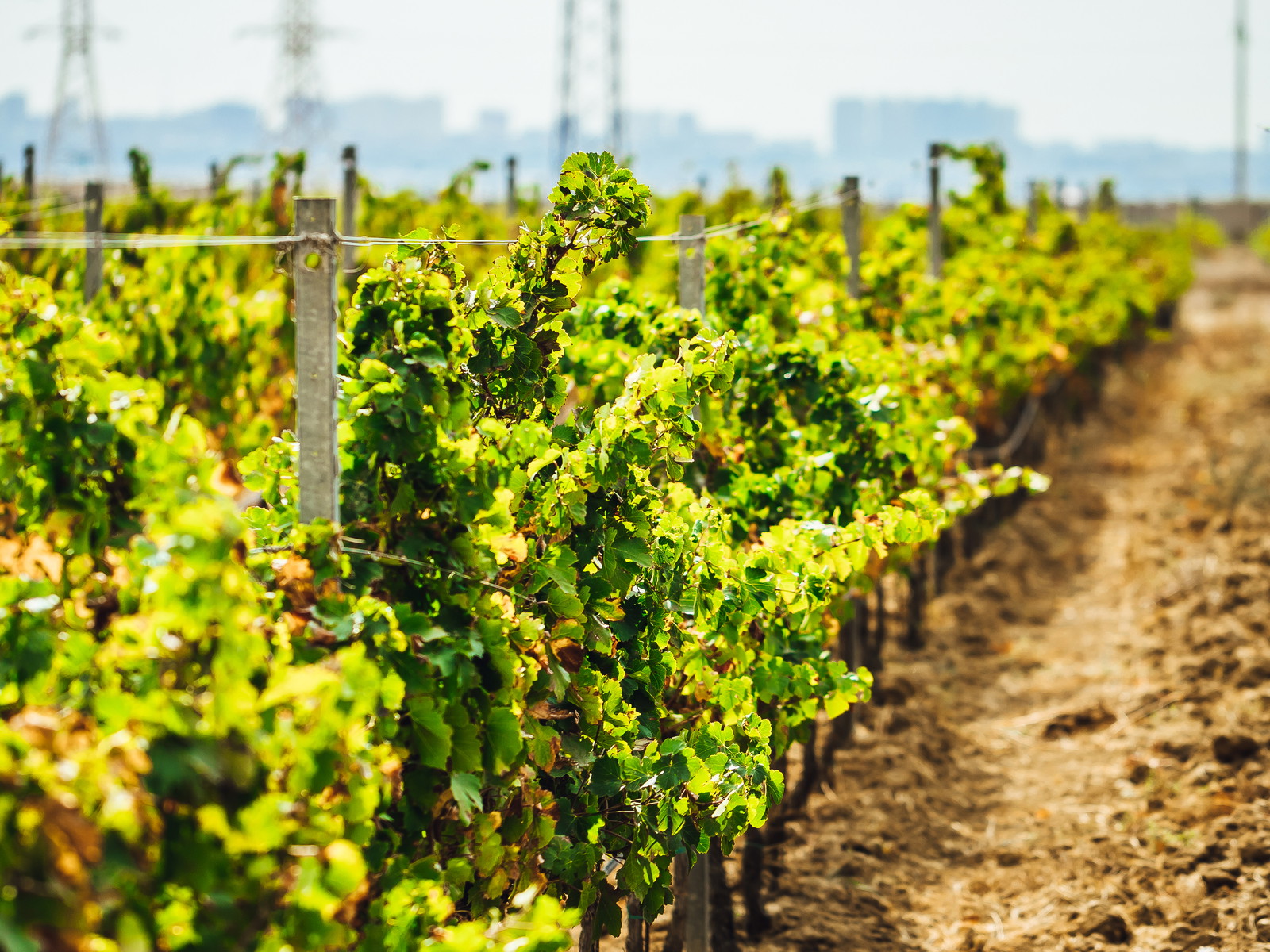 Azerbaijan is looking to develop wine tourism with a new wine route.&nbsp;&nbsp;