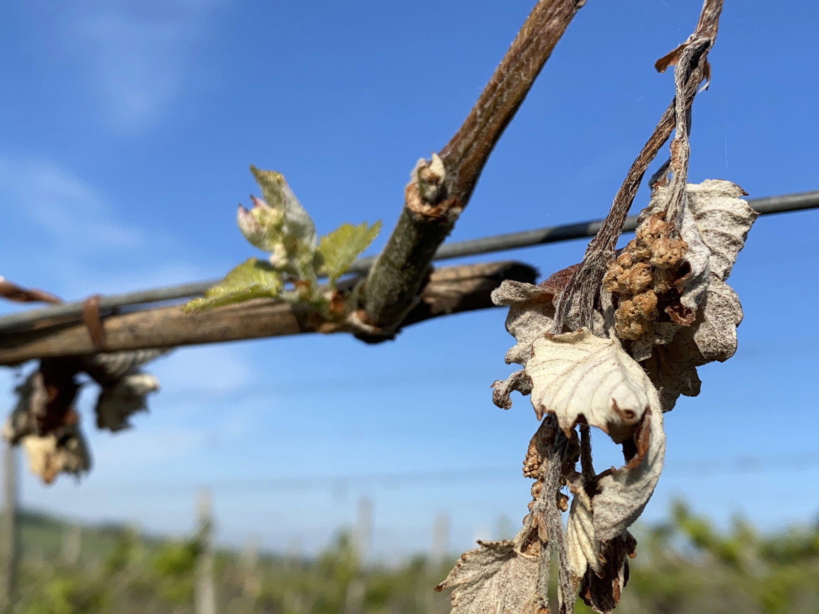 Vines Ravaged&nbsp;by Spring Frosts in France