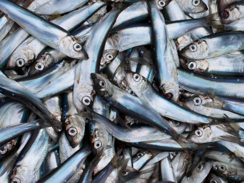 The Seven Best Ways of Enjoying Herring
