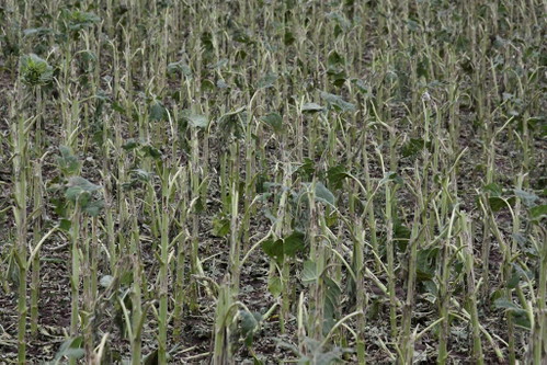 Viele landwirtschaftliche Kulturen wurden durch Unwetter zerstört, zum Teil ohne Hoffnung auf Ernte.