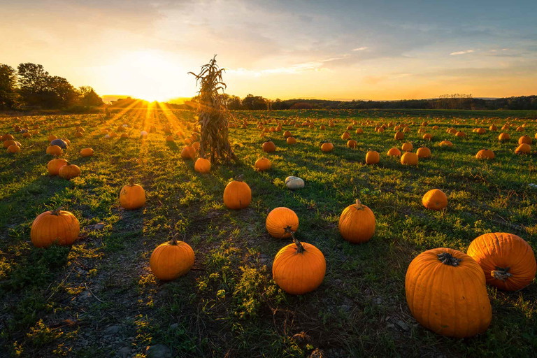 Herbstzeit ist Kürbiszeit. Doch richtig gelagert lassen sich Kürbisse fast das ganze Jahr hindurch essen.