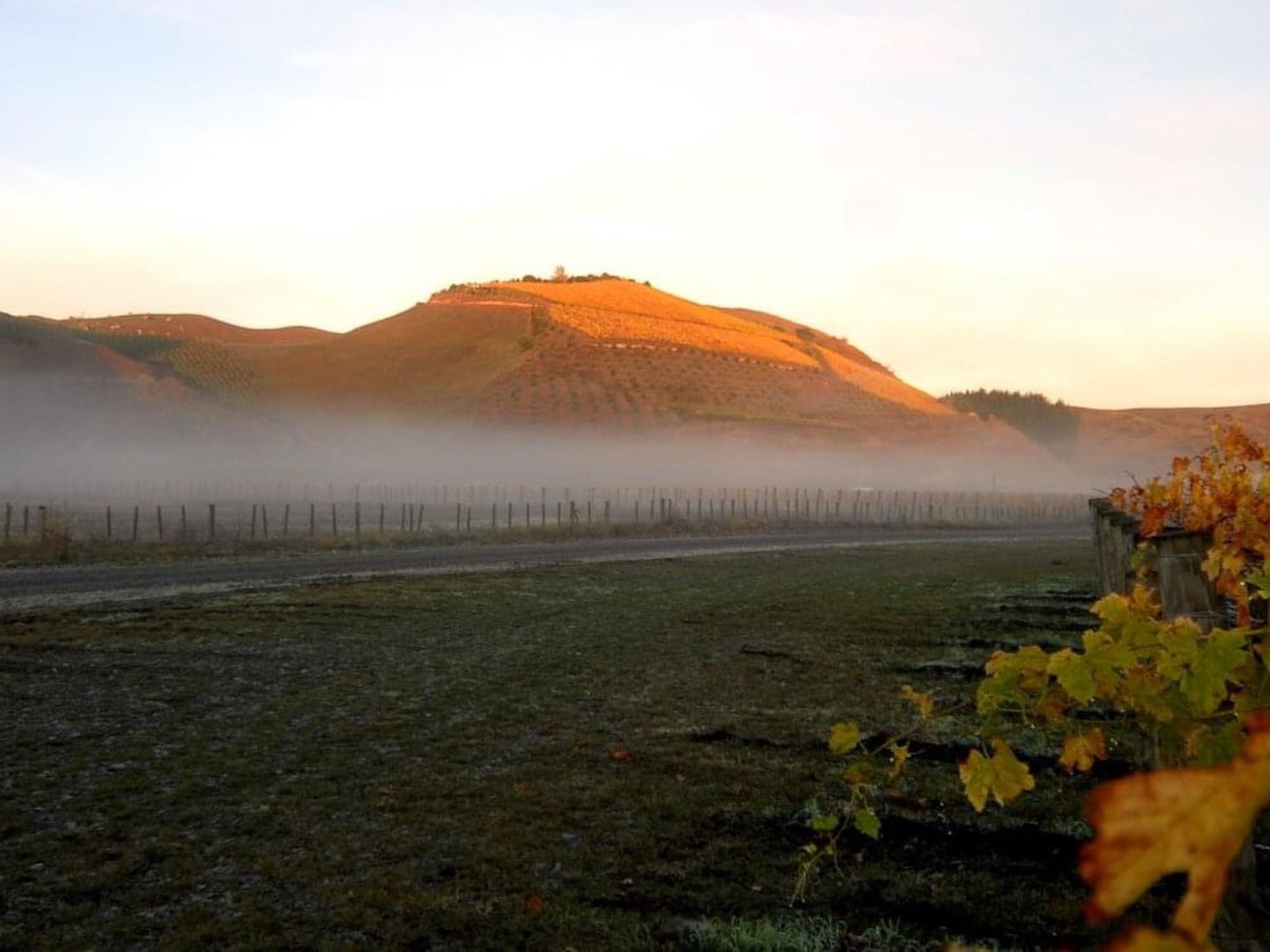 A misty morning in the Gimblett Gravels vineyards