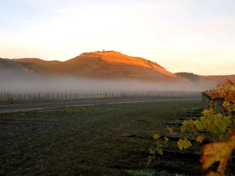 A misty morning in the Gimblett Gravels vineyards