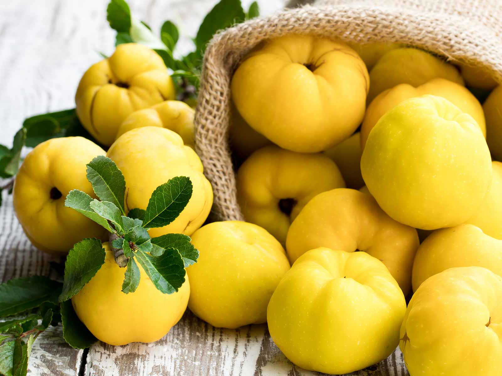 Eight Things You Should Know about Quinces