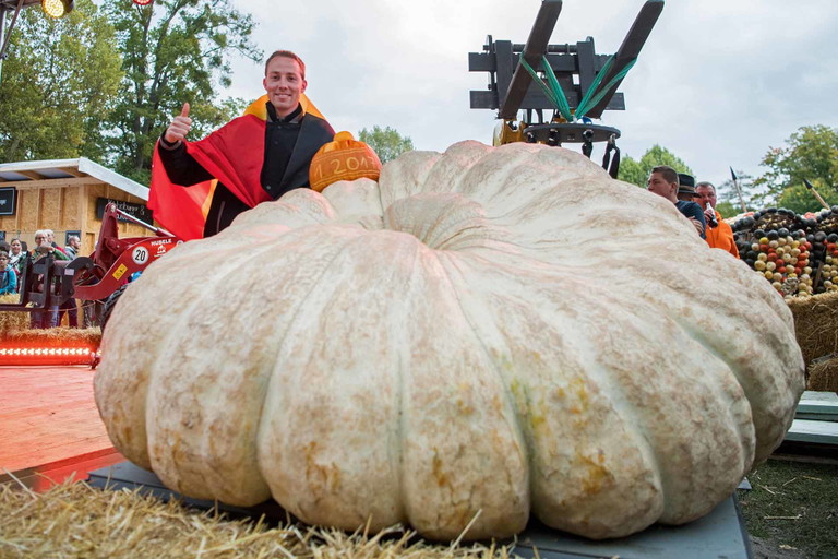 Der größte Kürbis der Welt wog 1190 Kilogramm, gezüchtet hat ihn der Belgier Mathias Willemijns.