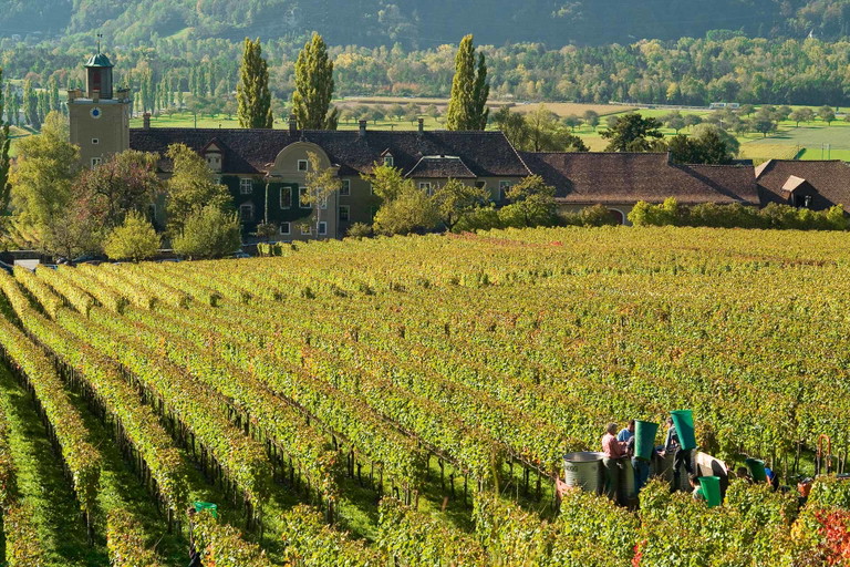 Weinernte im Schloss Salenegg in Graubünden.