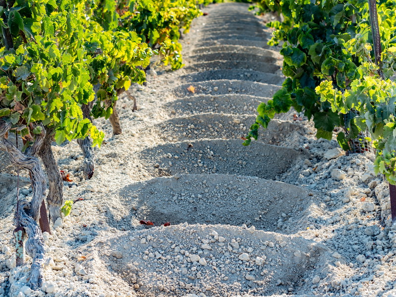 Jerez de la Frontera Vineyard