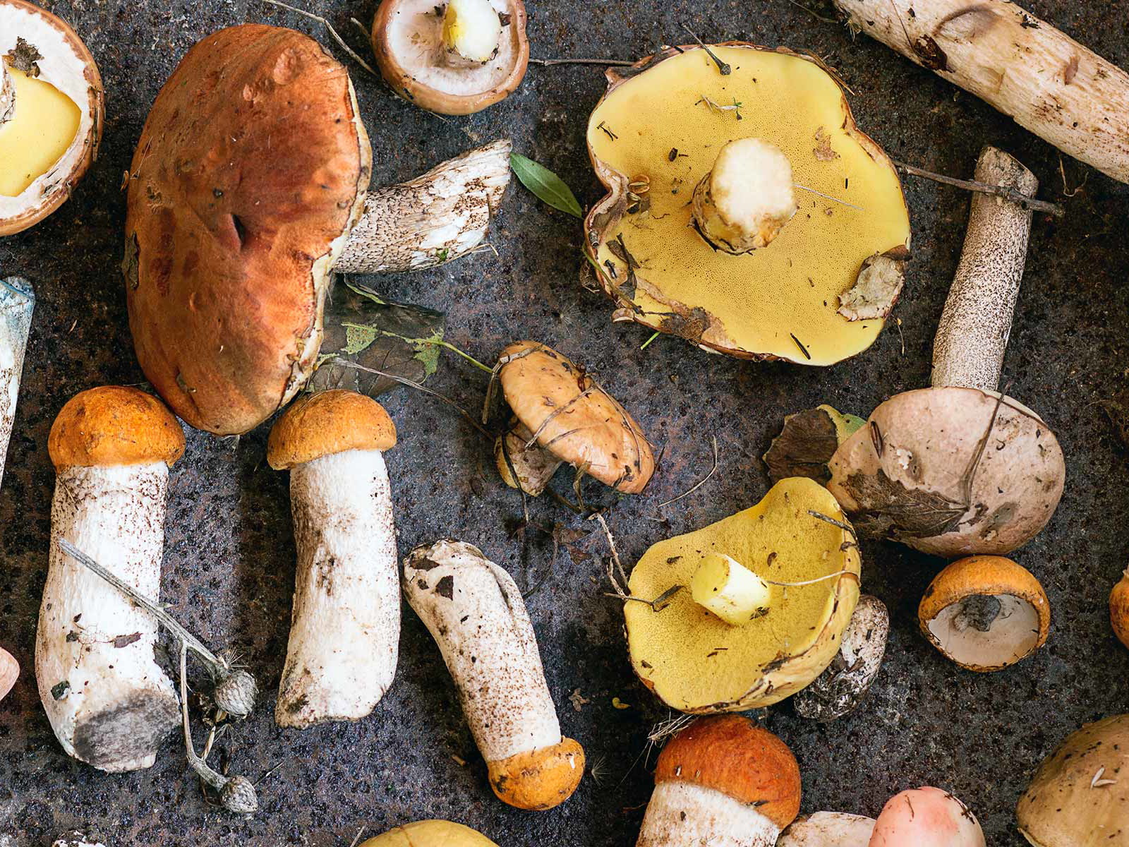 Pilze schmecken frisch und selbst gepflückt am besten.