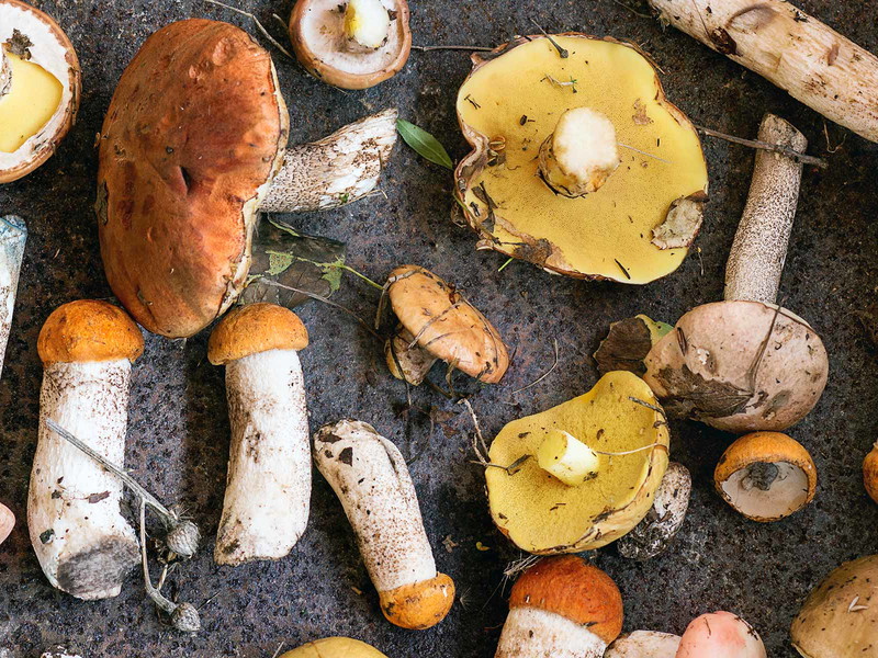 Pilze schmecken frisch und selbst gepflückt am besten.