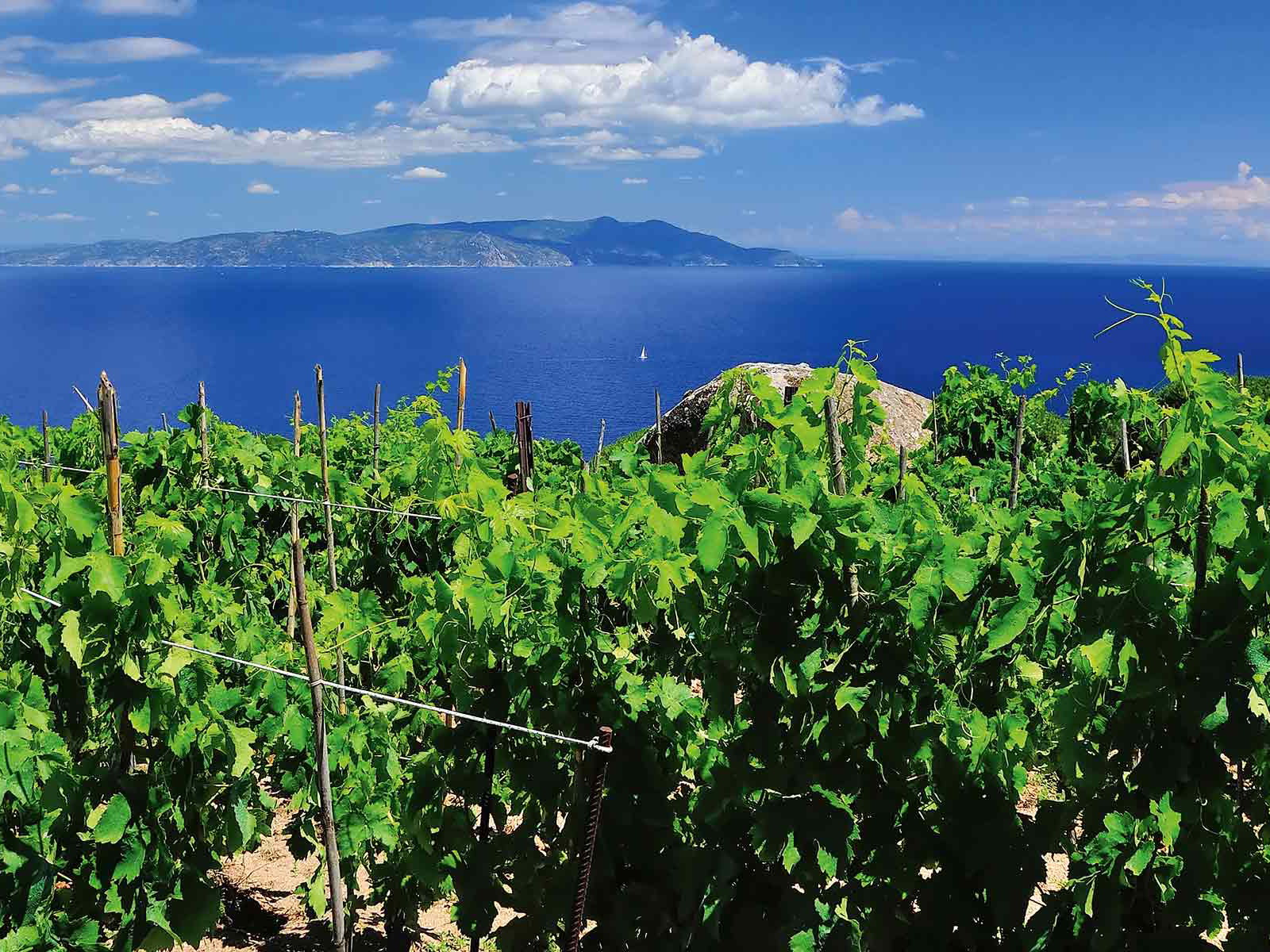 »Großer Wein muss das Wasser sehen« – so ein geflügeltes Wort. Entlang der Küste der Toskana befinden sich viele Reben dafür in bester Position.