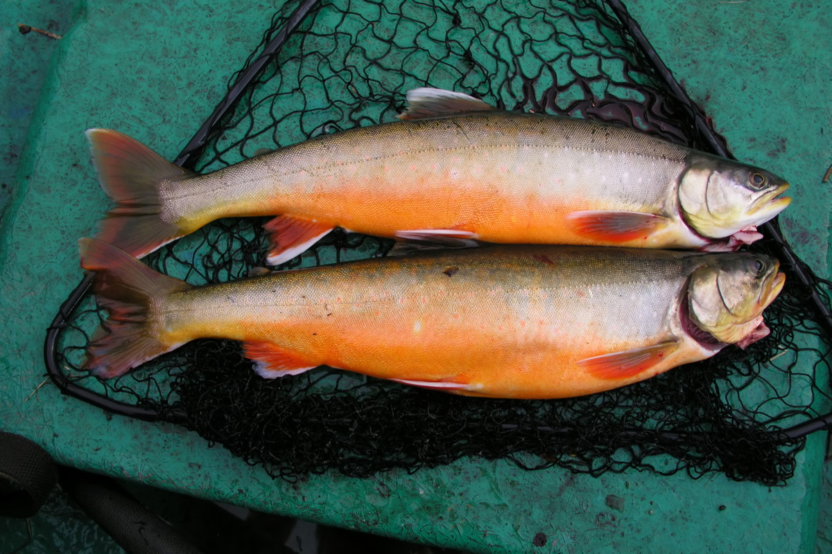 The Seven Best Wine Pairings for Freshwater Fish - Falstaff