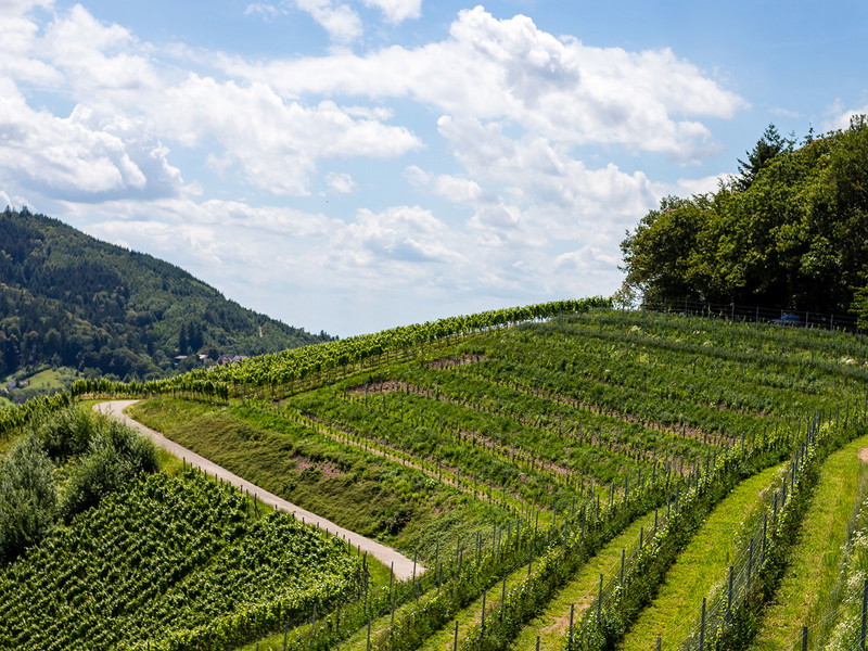 Das Weingut Axel Bauer