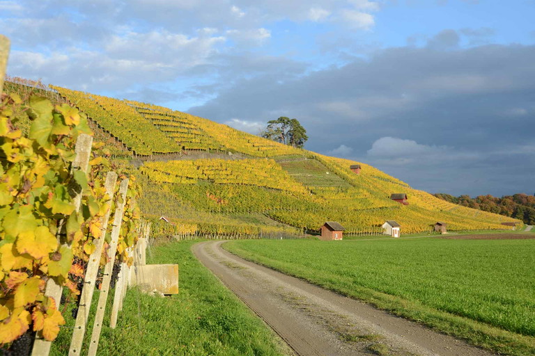 Der Schiterberg ist die steilste zusammenhängende Rebfläche des Kantons Zürich.
