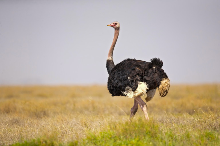 Ostrich