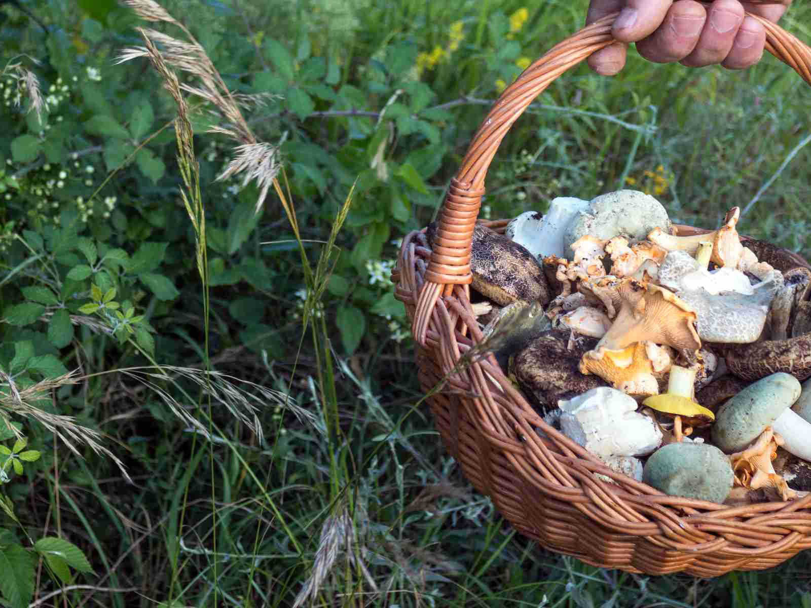 Freshly foraged mushrooms