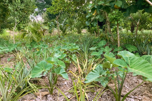 Farmleben: Agroforst mit Taro und Ananas.