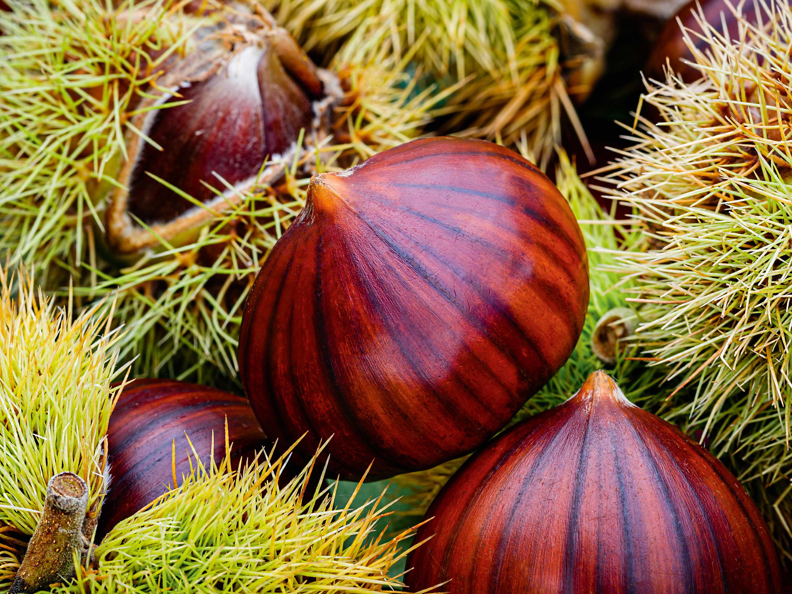 Frische Maronen