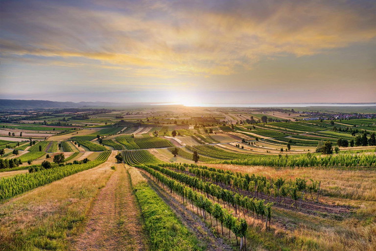 Blick von den Schützener Weinbergen auf den Neusiedlersee.
