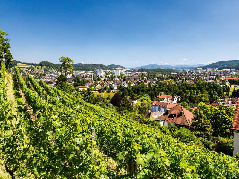 Auch in der hübschen kleinen Stadt Baden wird Rebbau betrieben.&nbsp;