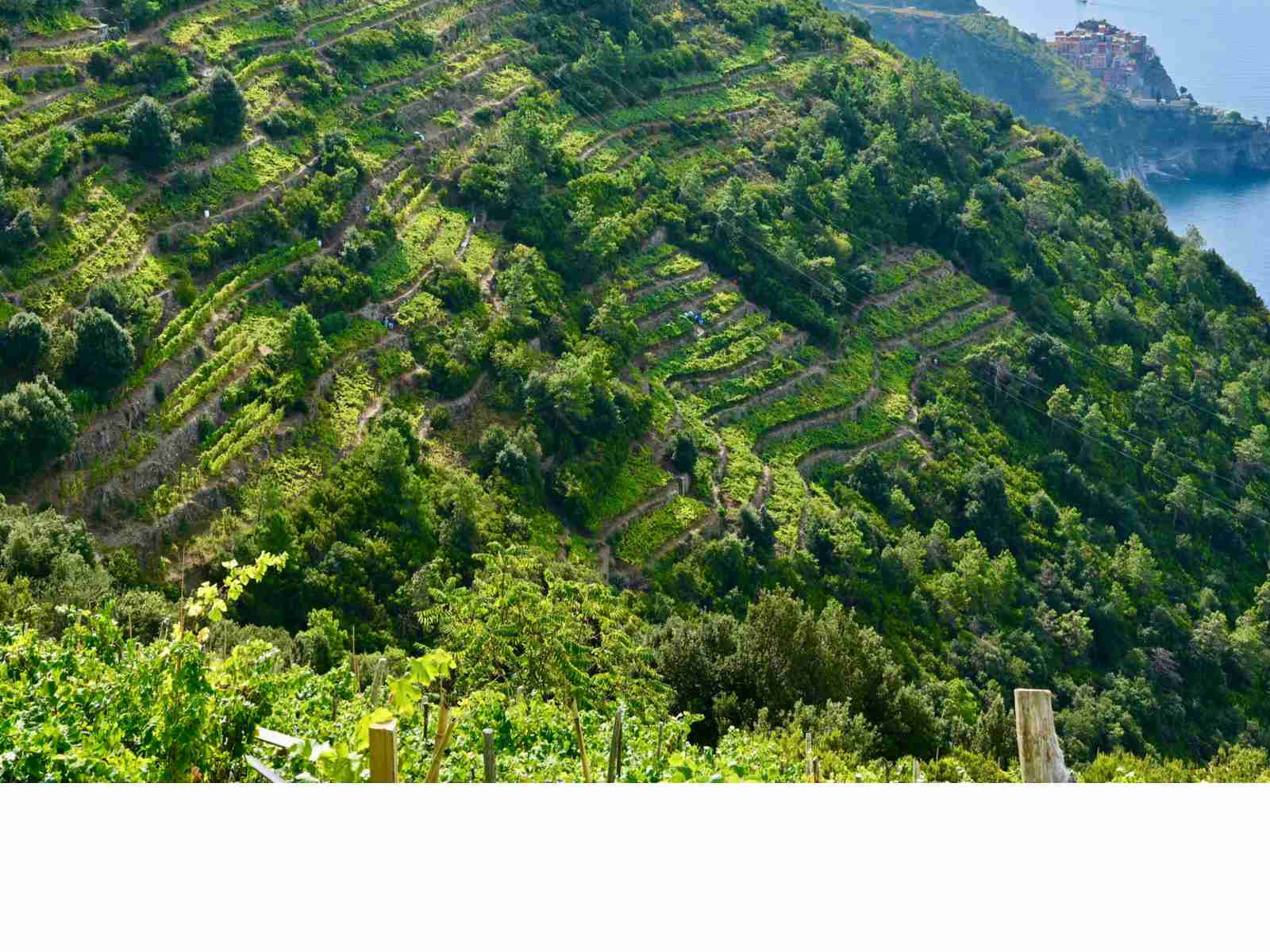 The 'terroir' of Cinque Terre, Italy.