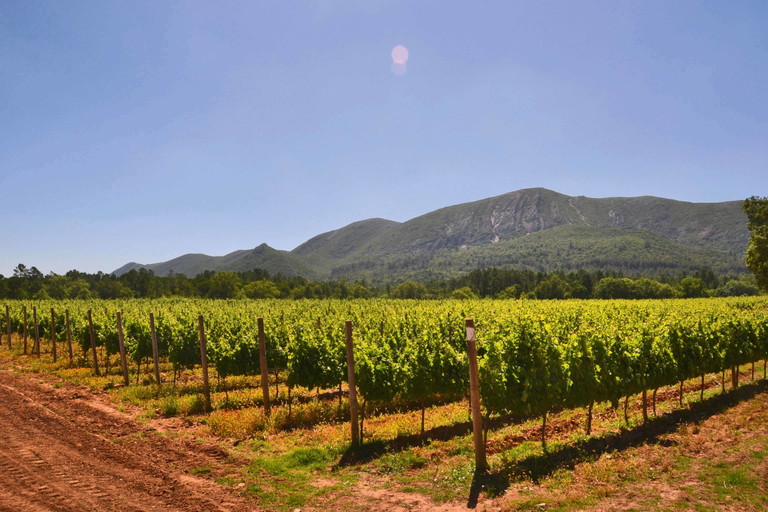 Das Weingut José Maria da Fonseca aus der Anbauregion Setúbal gehört zu den Traditionsunternehmen.