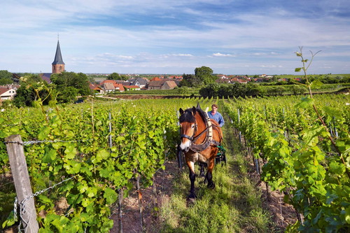 Die Mittelhaardt/Pfalz (im Bild: Forster Kirchenstück) ist ein Burgund des Rieslings.&nbsp;