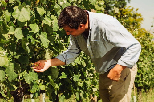 Alvarinho, Loureiro und Arinto gehören zu den prägenden Sorten in der Vinho-Verde-Region, in der sich auch die Quinta da Aveleda befindet.